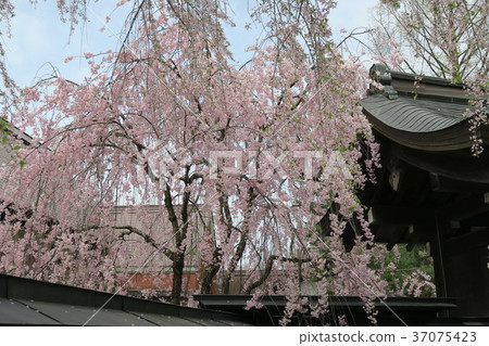 Kadodate, Tochigi uchikawa cherry blossom trees Kadodate, Tochigi uchikawa cherry blossom trees 37075423