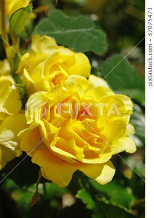 Beautiful yellow rose Beautiful yellow rose 37075471
