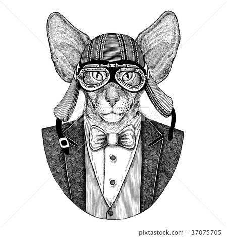 Oriental cat with big ears Hand drawn illustration Oriental cat with big ears Hand drawn illustration 37075705