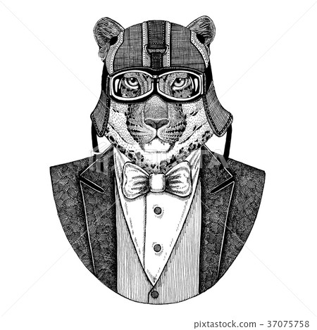 Wild cat Leopard Panther wearing jacket with bow 37075758