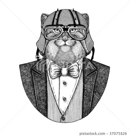 Wild cat Manul Animal wearing jacket with bow-tie 37075826