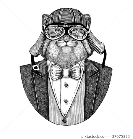 Wild cat Manul Animal wearing jacket with bow-tie 37075833