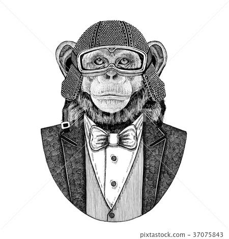 Chimpanzee Monkey Animal wearing jacket with bow - Stock Illustration ...