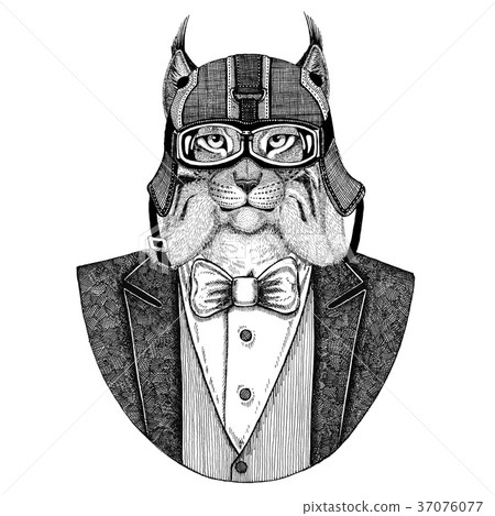 Wild cat Lynx Bobcat Trot Animal wearing jacket 37076077