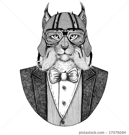 Wild cat Lynx Bobcat Trot Animal wearing jacket 37076084