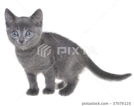 Cute kitten playing isolated Cute kitten playing isolated 37076128