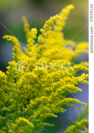 Beautiful yellow goldenrod flowers. 37076129