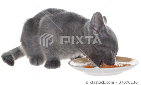 Gray kitten eating cat food from a bowl 37076130