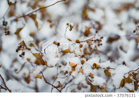 Plants in snow 37076131