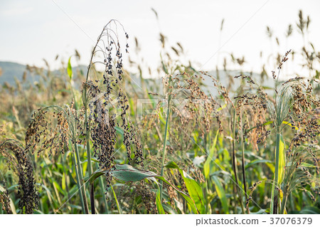 Field of Sorghum or Millet Field of Sorghum or Millet 37076379