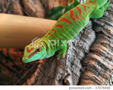 Phelsuma 37076666