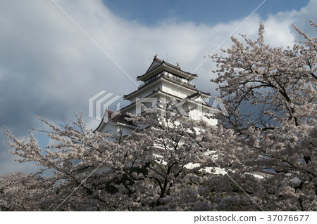 Tsurugajyo Cherry tree 37076677