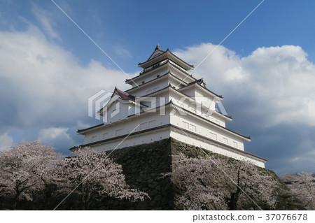 Tsurugajyo Cherry tree 37076678