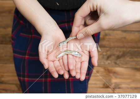 Parent and child's hand holding a boil 37077129