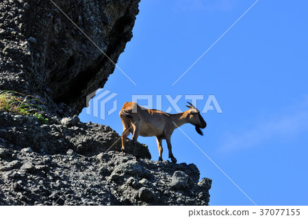 Taiwan,taidong,lanyu,island,blue,animal,goat,sheep,mountain,reef,coast,seaside,seashore Taiwan,taidong,lanyu,island,blue,animal,goat,sheep,mountain,reef,coast,seaside,seashore 37077155