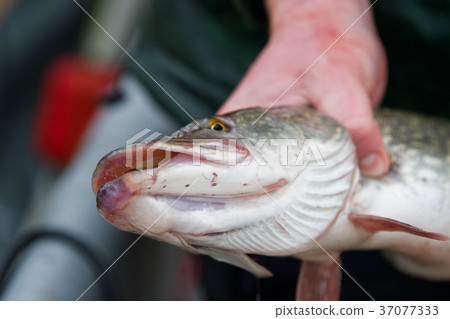 The head of the pike closeup. The head of the pike closeup. 37077333
