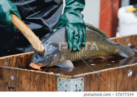 Sale of Christmas carps Czech Christmas tradition Sale of Christmas carps Czech Christmas tradition 37077334