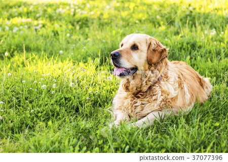 old golden retriever dog old golden retriever dog 37077396