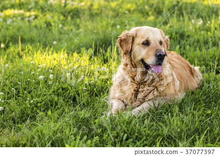 old golden retriever dog old golden retriever dog 37077397