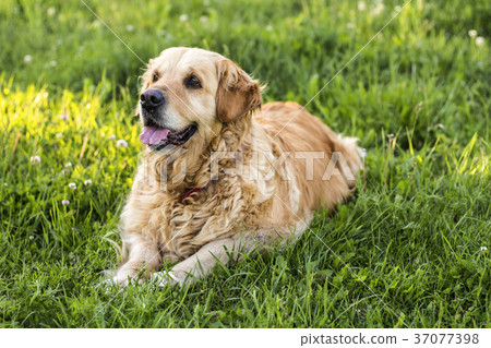old golden retriever dog 37077398