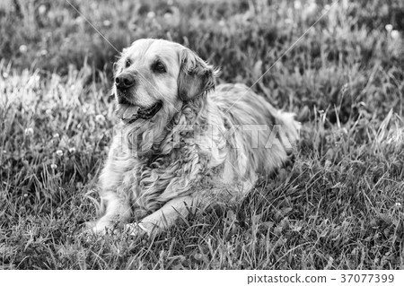 old golden retriever dog 37077399