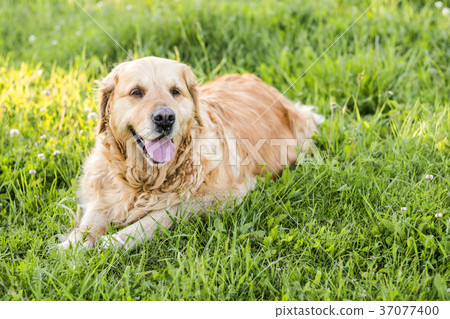 old golden retriever dog 37077400