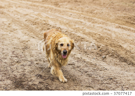 old golden retriever dog old golden retriever dog 37077417