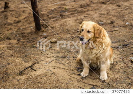old golden retriever dog 37077425
