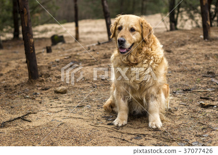 old golden retriever dog old golden retriever dog 37077426