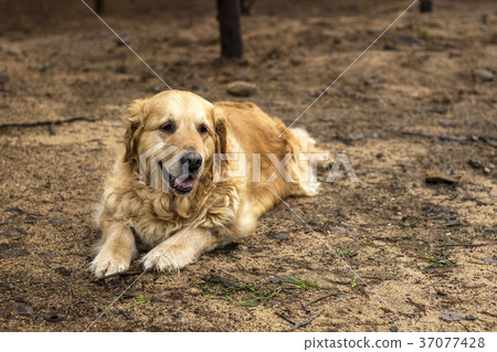 old golden retriever dog old golden retriever dog 37077428