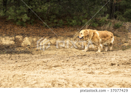 old golden retriever dog old golden retriever dog 37077429