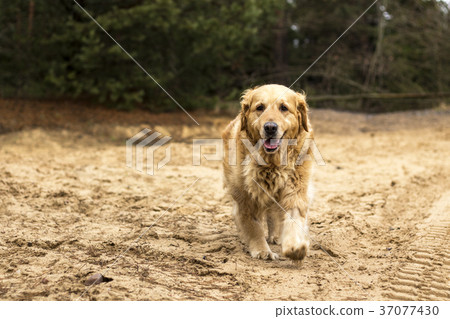 old golden retriever dog old golden retriever dog 37077430