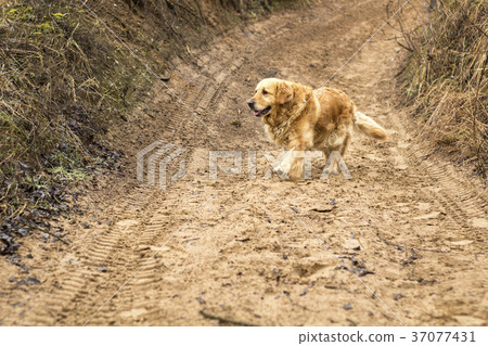 old golden retriever dog old golden retriever dog 37077431