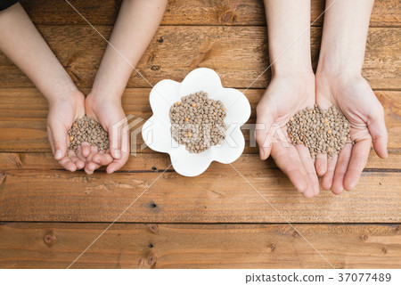 Parent and child hands holding lentils Parent and child hands holding lentils 37077489
