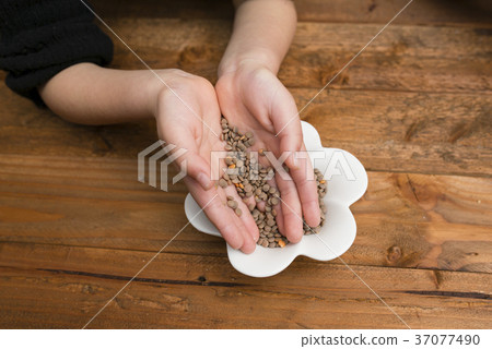 Child's hand holding lentils 37077490