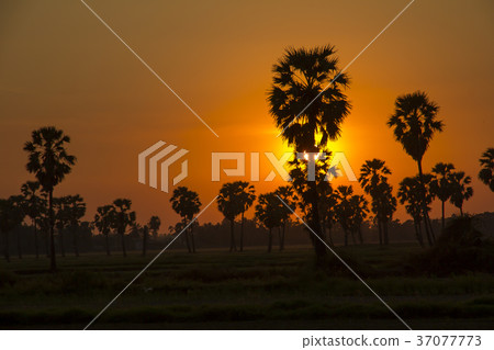 Sugar Palm Tree and greenery rice fields Sugar Palm Tree and greenery rice fields 37077773