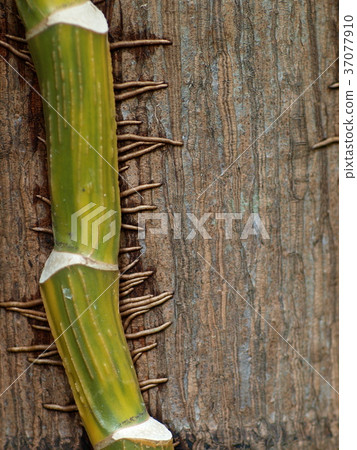 Epipremnum aureum Devil's Ivy, Golden pothos roots 37077910