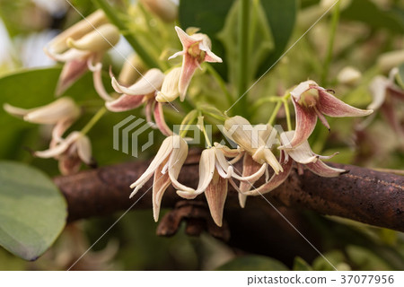 Mube flowers Mube flowers 37077956