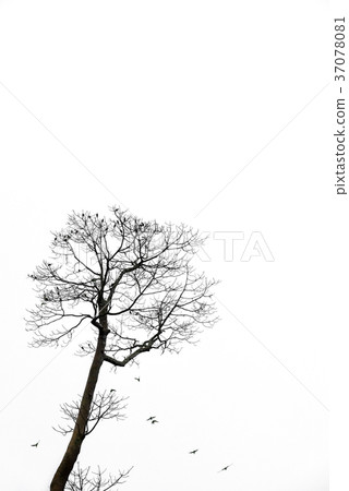 Tree branches isolated on the white background. 37078081