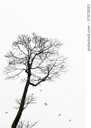 Tree branches isolated on the white background. 37078083