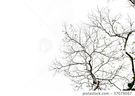 Tree branches isolated on the white background. 37078087