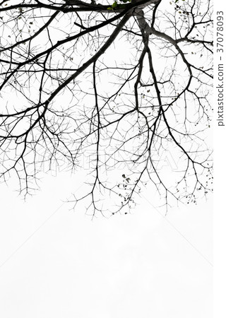 Tree branches isolated on the white background. Tree branches isolated on the white background. 37078093