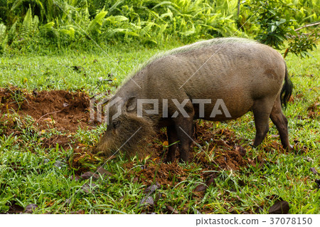 bearded pig digs the earth 37078150