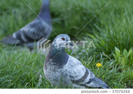 Close-up on a pigeon 37078268