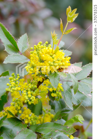 Blooming twig of fruit tree in the garden 37078315