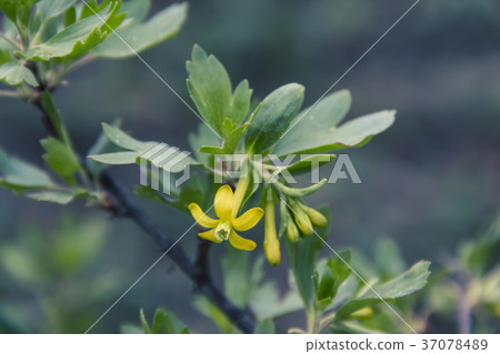 Yellow Barberry blossom. 37078489