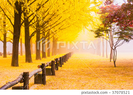Autumn in Korea.Nami Island, Seoul Korea Autumn in Korea.Nami Island, Seoul Korea 37078521