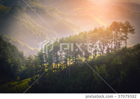 Pine tree on mountain near rice fields on terraced 37079382