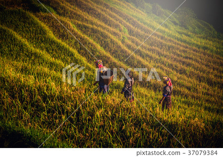 Women walking on Rice fields terraced at sunset 37079384