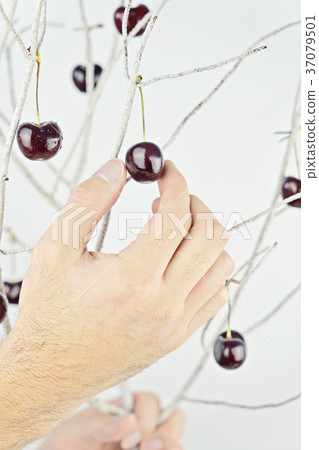 Male hand picking ripe cherries Male hand picking ripe cherries 37079501